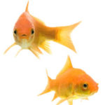Two young fish